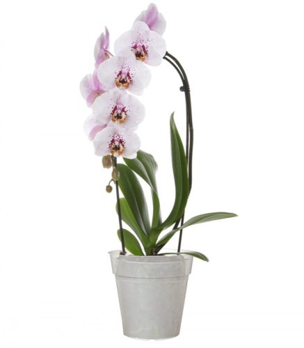 Madagascar To Grow Orchid Pot 21