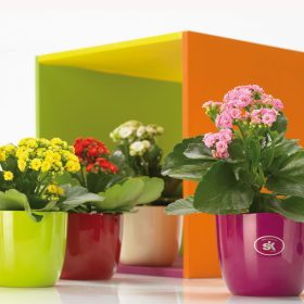 Primula Sevilla 11 Sárga Akció