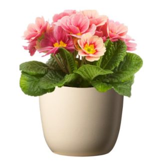 Primula Sevilla matte ceram 11