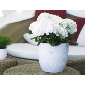 Boston Matte White 19