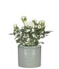 828/14 Sage Green