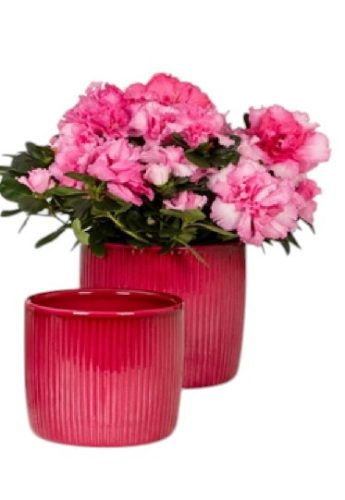 909/15 Glass Fuchsia