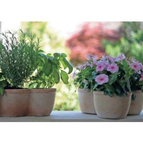 Cassetta Primula 40X15X12