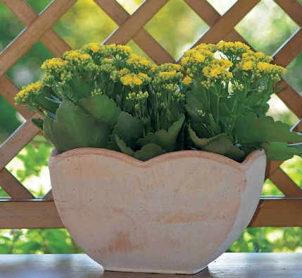 Cassetta Petalo 30X16X18