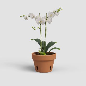 Amália Orchid Pot 21 Natural