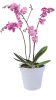 Green Basics Orchid 13 Transparent