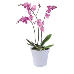 Green Basics Orchid 13 Transparent