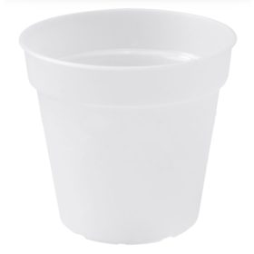 Green Basics Orchid 13 Transparent