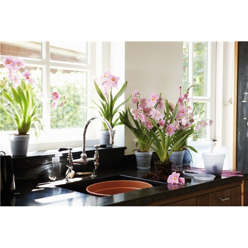 Green Basics Orchid 15 Transparent