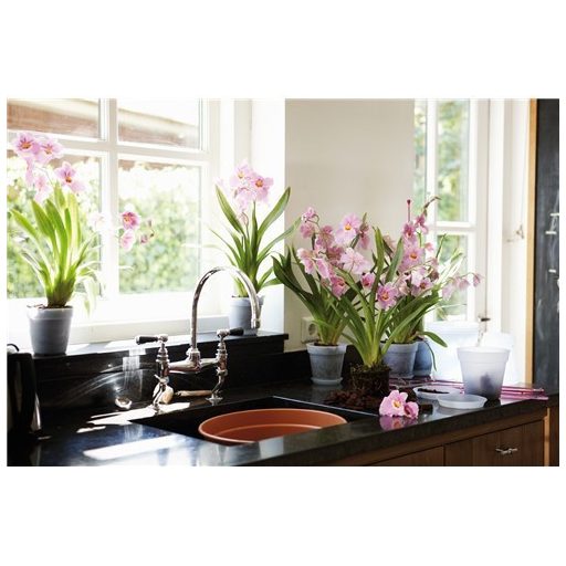 Green Basics Orchid 15 Transparent