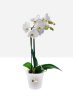 Green Basics Orchid 17 Transparent