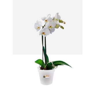 Green Basics Orchid 17 Transparent