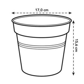 Green Basics Orchid 17 Transparent