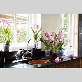 Green Basics Orchid Saucer 14 Transp