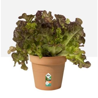 Green Basics Growpot 19 Mild Terra