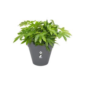 Loft Urban Round Wheels 50 Anthracit