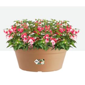 Green Basics Bowl 33 Mild Terra