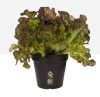 Green Basics Growpot 11 Living Black