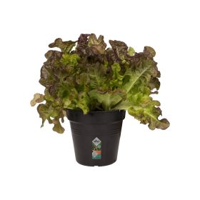 Green Basics Growpot 13 Living Black