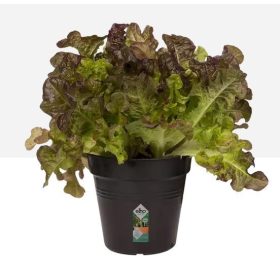 Green Basics Growpot 21 Living Black
