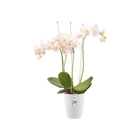 Brussels Orchid High 12,5 White