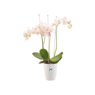 Brussels Orchid High 12,5 White