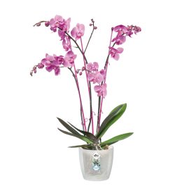 Brussels Orchid 12,5 Transparent