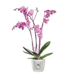 Brussels Orchid 12,5 Transparent