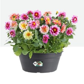 Green Basics Bowl 33 Living Black