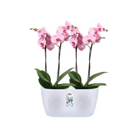 Brussels Orchid Duo 25 Transparent