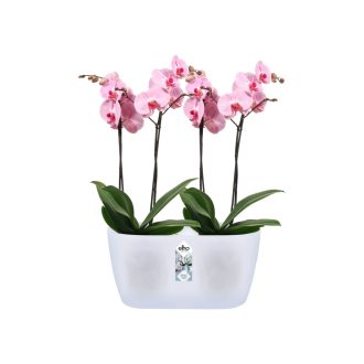Brussels Orchid Duo 25 Transparent