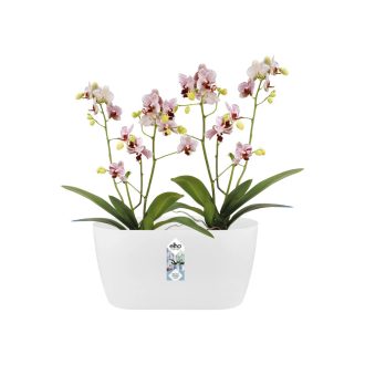 Brussels Orchid Duo 25 White