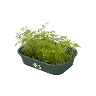 Green Basics Grow Tray S Leaf Green