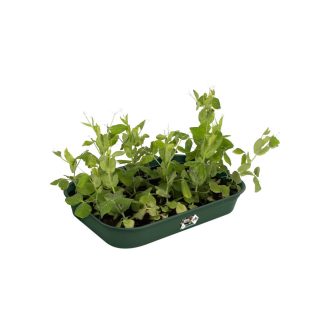 Green Basics Grow Tray M Leaf Green