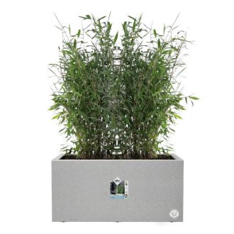 vivo next long 60 living concrete