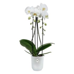 vibes fold orchid high 12,5 transpar