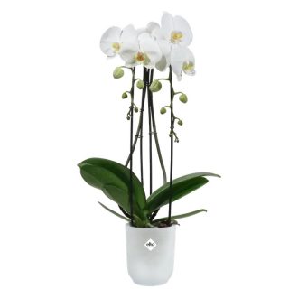 vibes fold orchid high 12,5 transpar