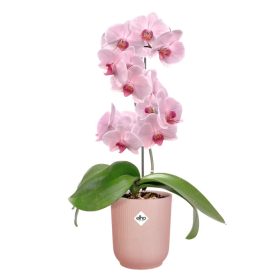 vibes fold orchid high 12,5 frosted