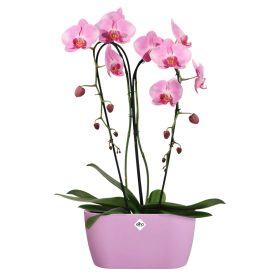 brussels orchid duo 25 vivid violet
