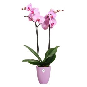 brussels orchid high 12,5cm