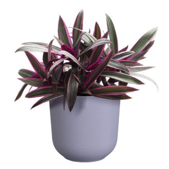 jazz round 14 lavender lilac