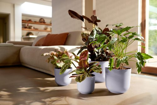 jazz round 19 lavender lilac