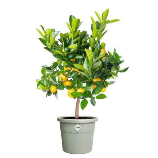 algarve cilindro 48 thyme green