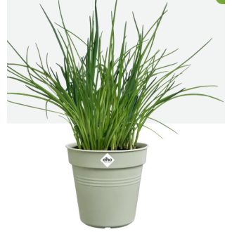 green basics growpot 11 stone green