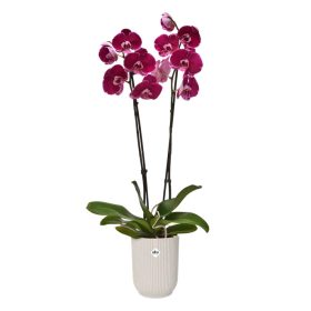 vibes fold orchid high 12,5cm linen