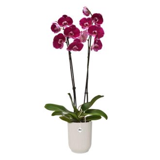 vibes fold orchid high 12,5cm linen