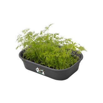 Green Basics Grow Tray S Living Blac