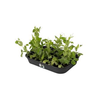 Green Basics Grow Tray M Living Blac