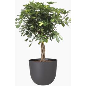 Havana Natural 20 Ma Volcano Anthrac