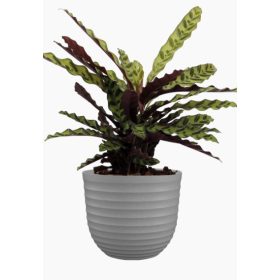 Havana Waves 40 Ma Limestone Grey